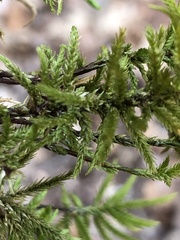 Thamnobryum