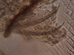 Simocephalus exspinosus