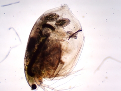 Simocephalus exspinosus