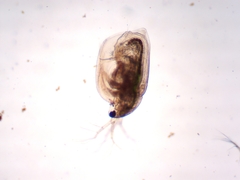 Simocephalus exspinosus