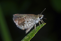 Aeromachus