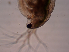 Simocephalus exspinosus