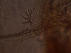 Simocephalus exspinosus