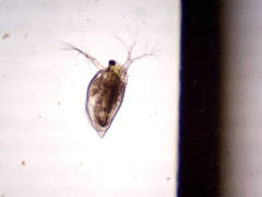 Simocephalus exspinosus