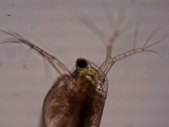 Simocephalus exspinosus