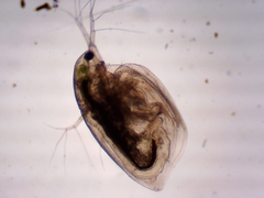 Simocephalus exspinosus