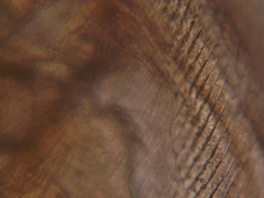 Simocephalus exspinosus