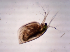 Simocephalus exspinosus