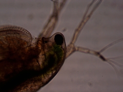 Simocephalus exspinosus