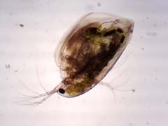 Simocephalus exspinosus