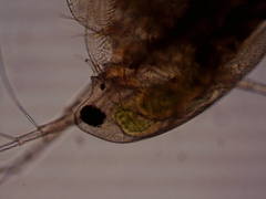 Simocephalus exspinosus