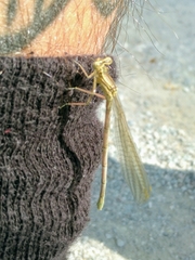 Platycnemis pennipes