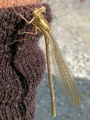 Platycnemis pennipes