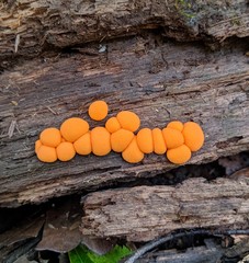 Lycogala epidendrum terrestre