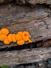 Lycogala epidendrum terrestre