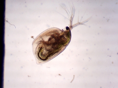 Simocephalus exspinosus