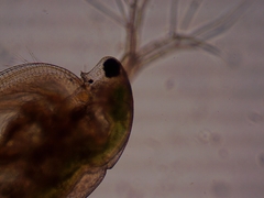 Simocephalus exspinosus