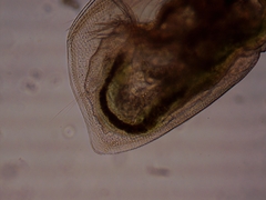 Simocephalus exspinosus