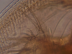 Simocephalus exspinosus