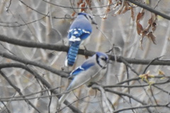 Cyanocitta cristata bromia