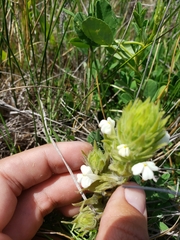 Castilleja rubicundula
