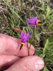Primula poetica
