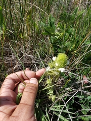 Castilleja rubicundula