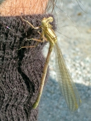 Platycnemis pennipes