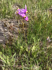 Primula poetica
