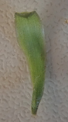 Taraxacum aequilobum