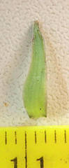Taraxacum aequilobum