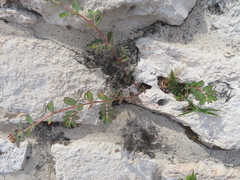 Euphorbia berteroana