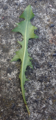 Taraxacum aequilobum
