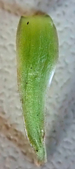 Taraxacum aequilobum