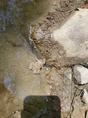 Fejervarya multistriata