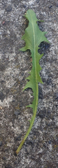 Taraxacum aequilobum