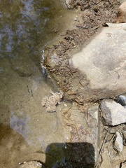 Fejervarya multistriata