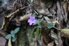 Ruellieae