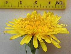 Taraxacum aequilobum