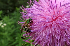Agapostemon virescens