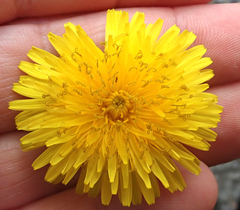 Taraxacum aequilobum