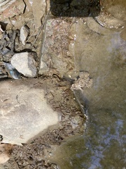 Fejervarya multistriata