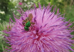 Agapostemon virescens