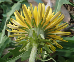 Taraxacum aequilobum