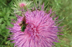 Agapostemon virescens