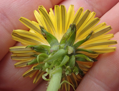 Taraxacum aequilobum