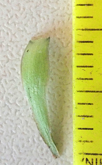 Taraxacum aequilobum