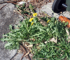 Taraxacum aequilobum