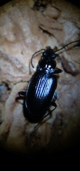 Bembidion recticolle