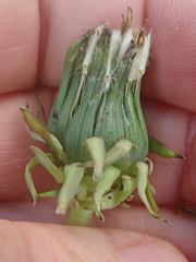 Taraxacum aequilobum